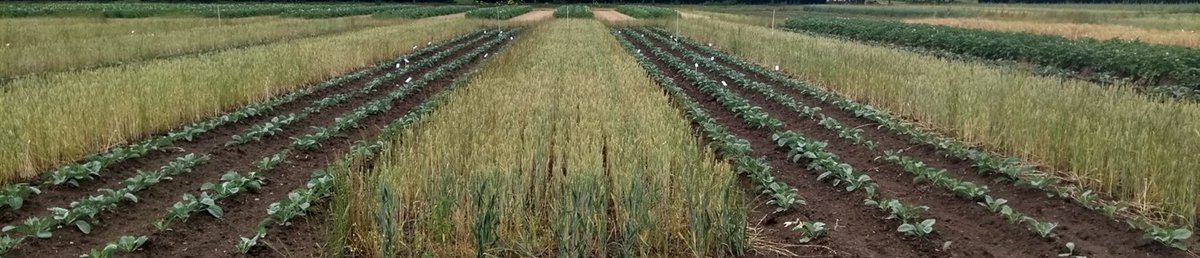 The last chapter of my PhD is now published in Journal of Pest Science: read all about strip cropping and D. radicum!

A great collaboration with Luuk Croijmans, Karthick Gajendiran, Rieta Gols, @Dirk_v_A, Joop van Loon, @DickeMarcel and Erik Poelman 

rdcu.be/dcdZb