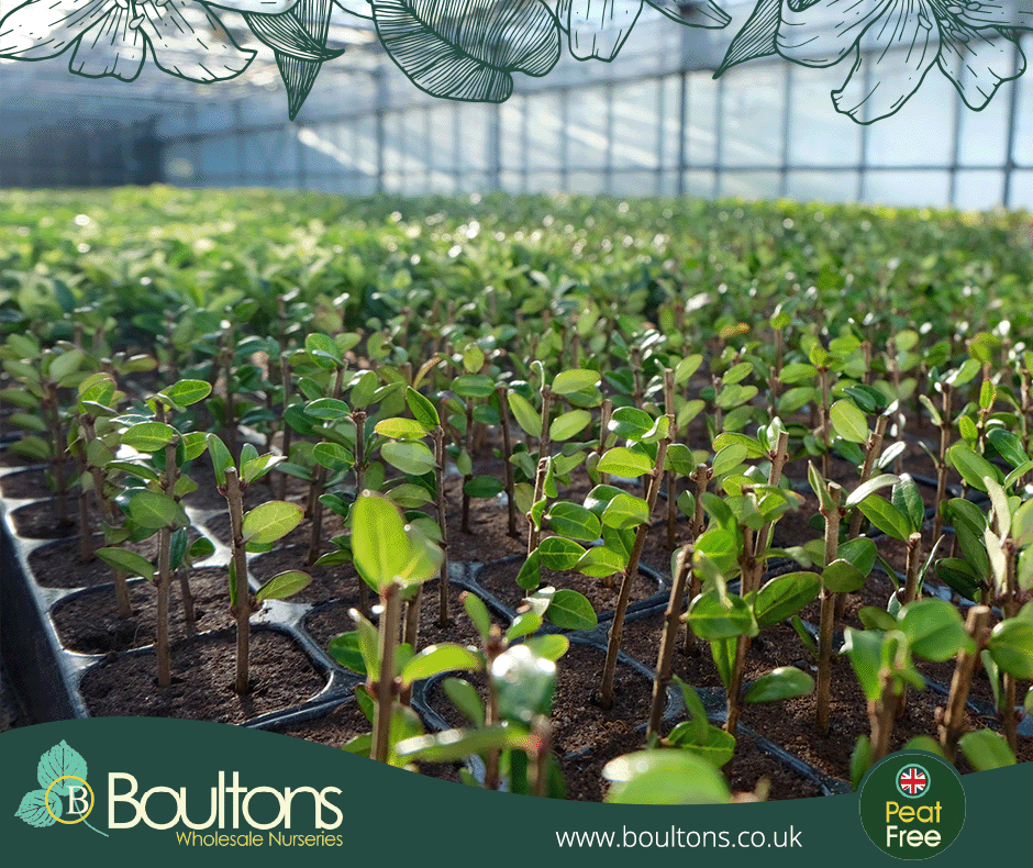 We've always been leaders in #horticultural innovation! 🦾 We were one of the first #gardencentres to adopt #containerisation in the 60s. Most recently, our #irrigation system had a £100k refurb fitted with WiFi-controlled smart #technology!

Read more 👉 loom.ly/Hn2ifkQ