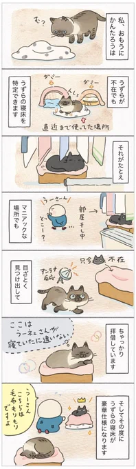 ダミーには騙されない!同居猫が寝ていた場所を特定できる能力にあっぱれ【連載】ねこ連れ草 278話め|ねこのきもちWEB MAGAZINE 