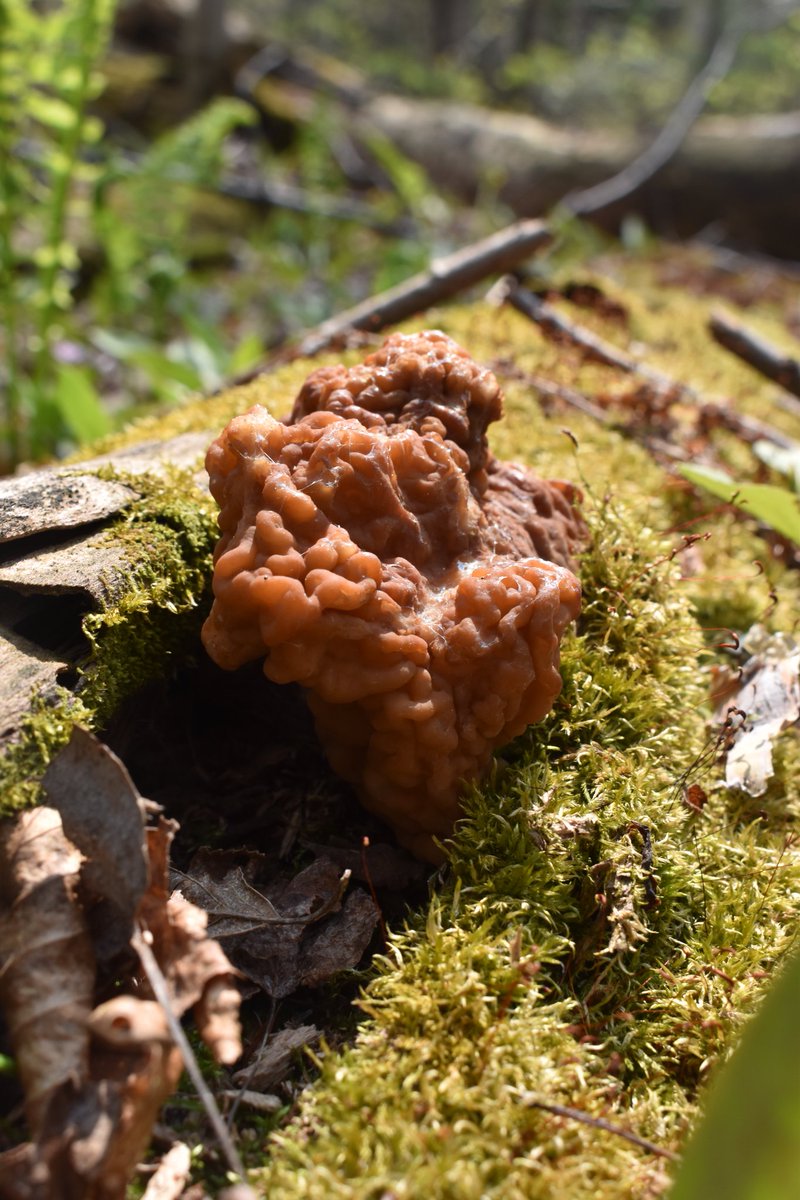 Great Lakes Fungi 🍄 on Twitter "Only the 2nd Spaghettio False Morel I