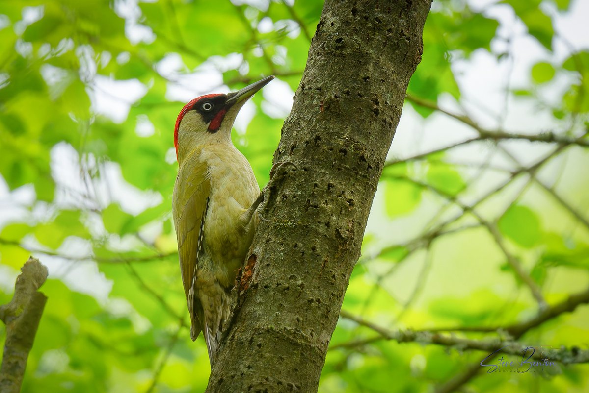 Green Woodpecker, spectacular birds close up in local woodland.. @GOWEROS1 @RSPBCymru @WTSWW_Swansea @glamorganbirds @BirdwatchExtra