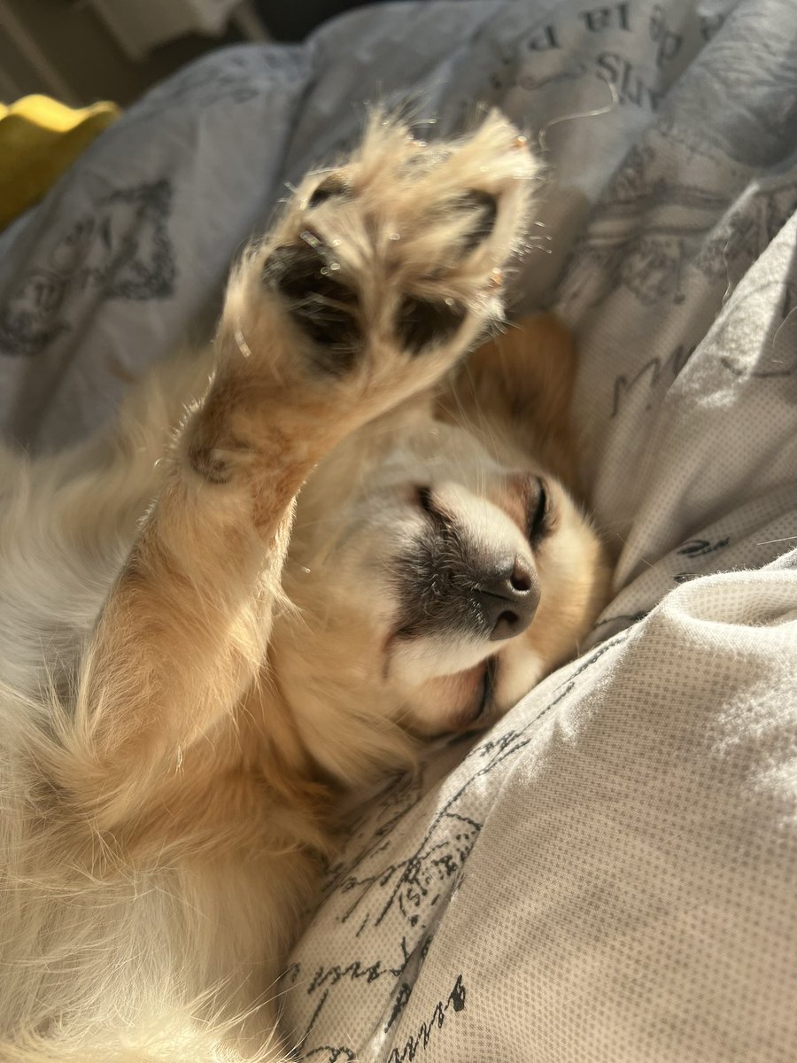 Wake up and stretch 🐾 💜 🐶 #tuesdayfeels