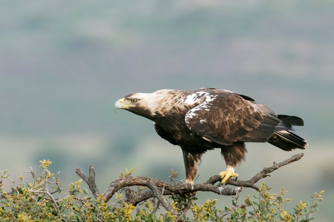 Imperial Eagle in pair