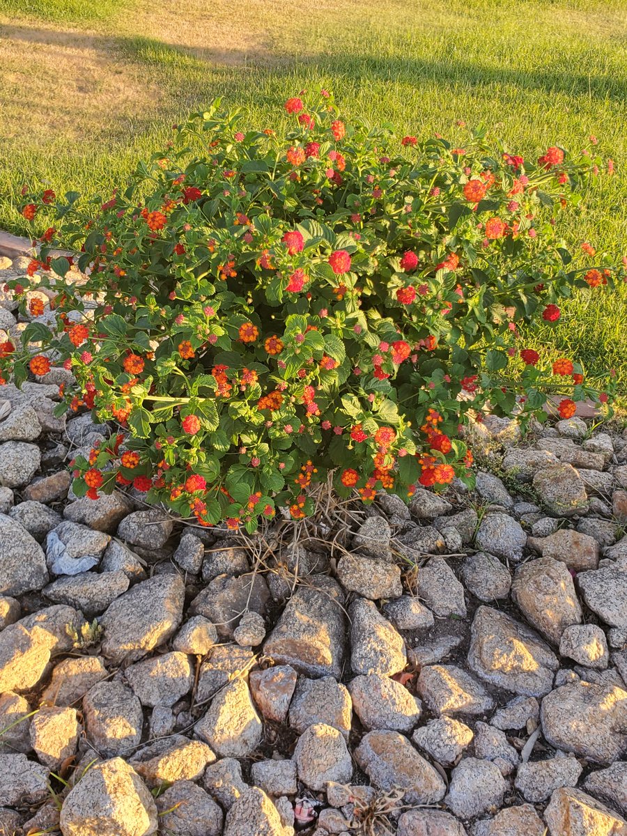 Had a lovely run/walk for the most part. It was a kinda difficult when my asthma flared up. All is well. I'm going to enjoy my week off.