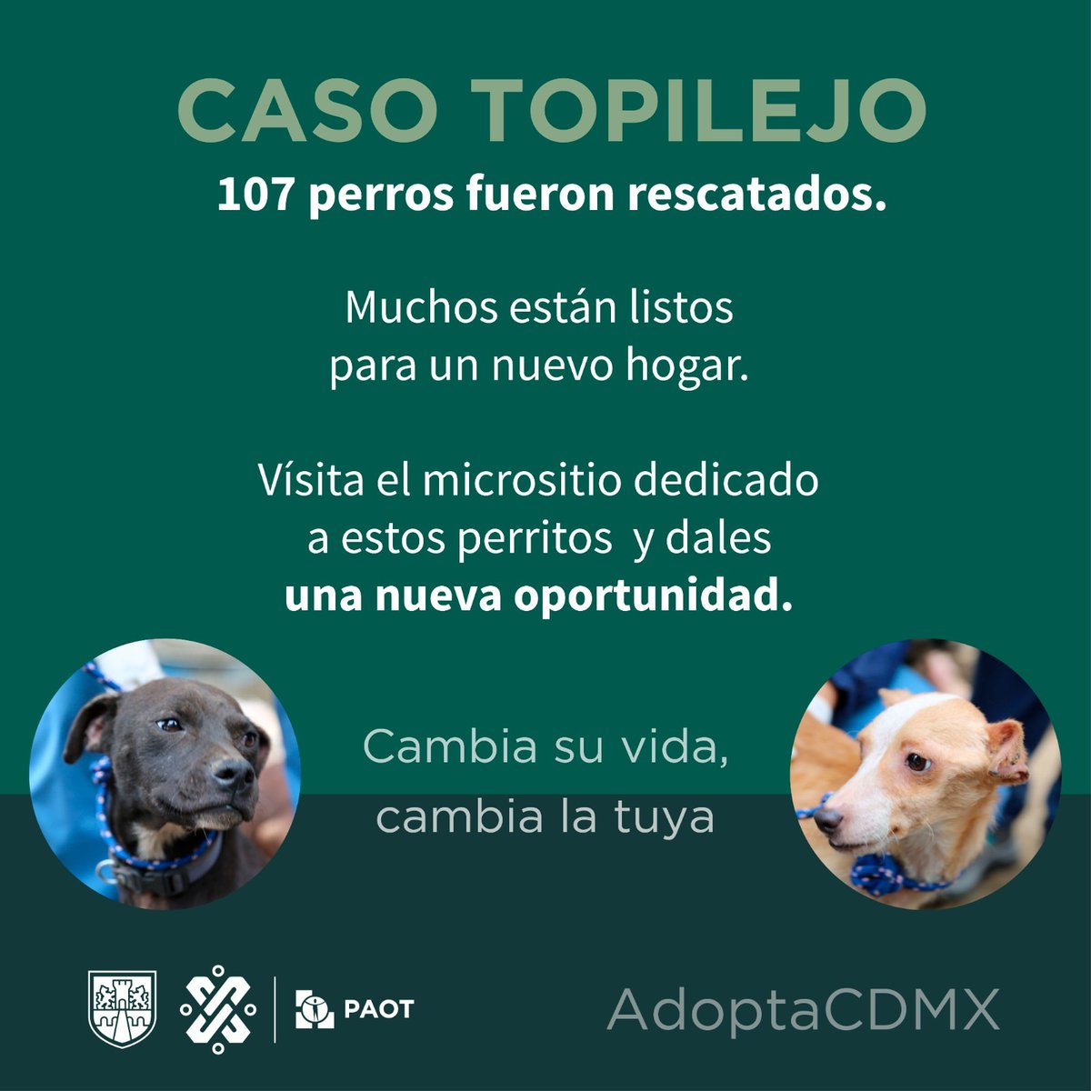 💭¿Recuerdas el #casoTopilejo? 💔

Aquí 👉 bit.ly/CasoTopilejo podrás encontrar a los perros que aún buscan una 2da oportunidad, un 🏠 donde les brinden amor, bienestar y largos paseos.

🐾¡No lo pienses más!
🔁¿Nos ayudas a compartir?

#CambiaSuVida #CambiaLaTuya