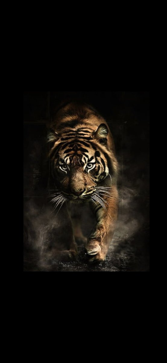 B_Biggom's tweet photo. Hunger kicks in 3 times a day. Breakfast, lunch, and dinner! We’re always willing to hunt, when we’re not hungry. 
Go Tigers!
#preparation #theblueprint #nosoftbehavior @MacStephens 
Cedar &amp; Lee! #thejungle
Heights Way Or No Way! https://t.co/X9skOyv8gi