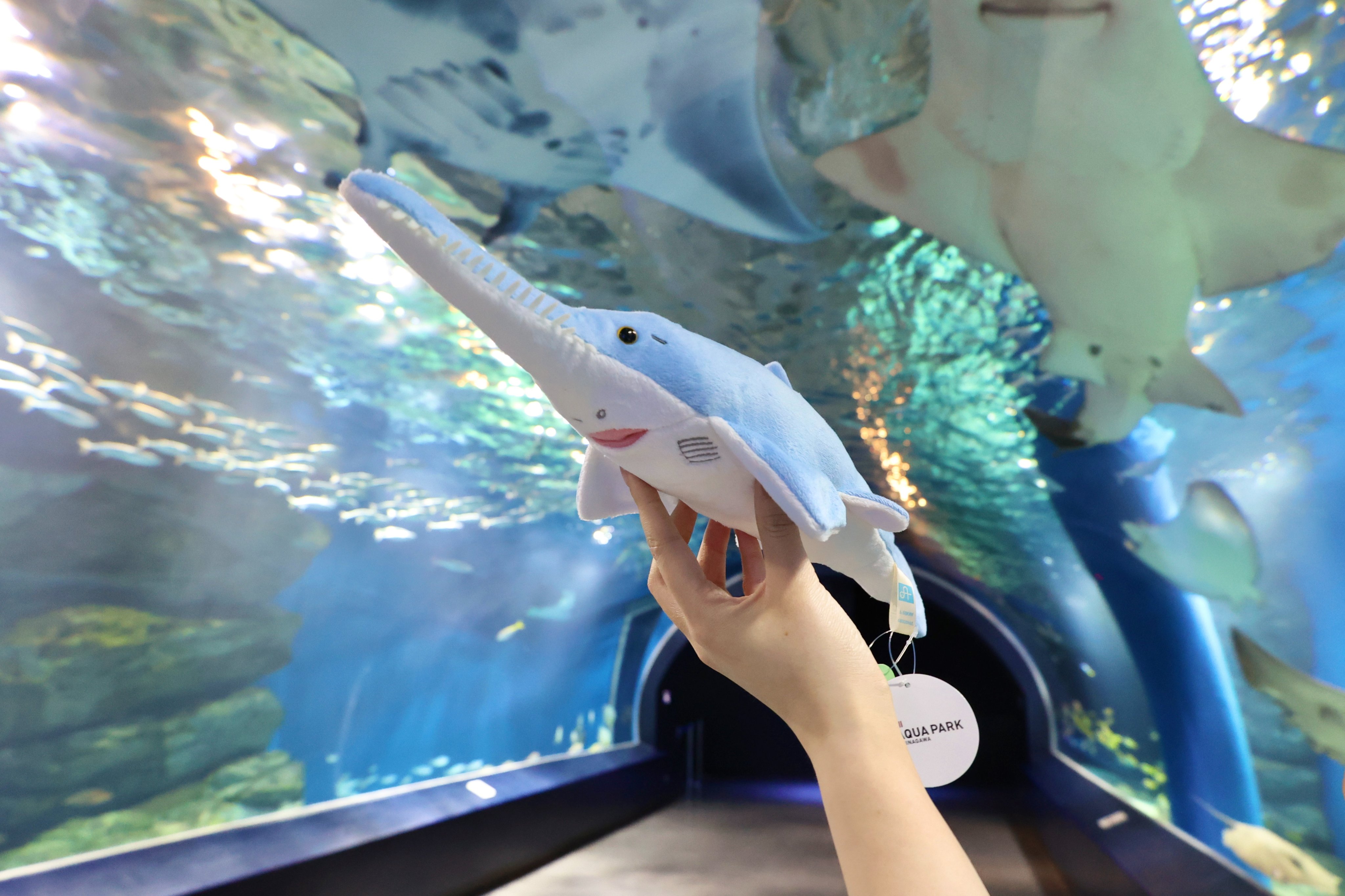 マクセル アクアパーク品川公式 on X: 