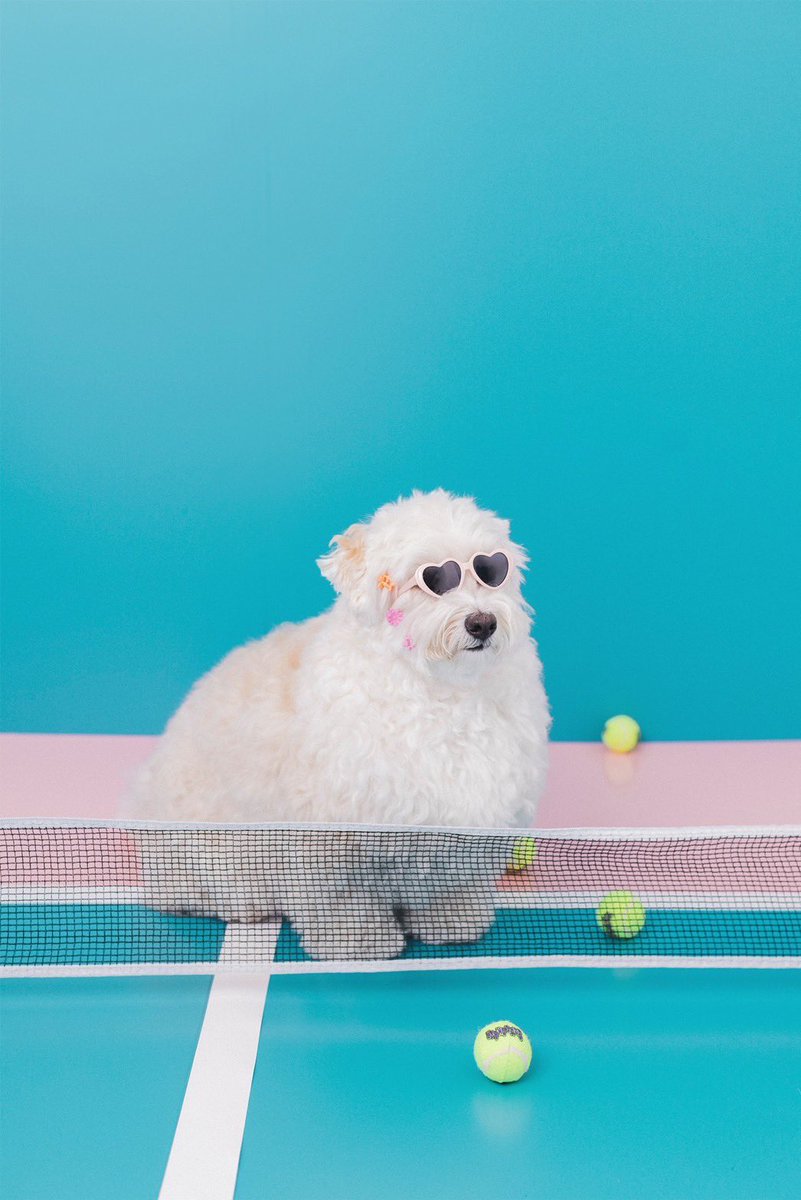 ha_ha_hu_v's tweet photo. 新しいセットで写真家 菊地和歌子さんに撮影いただきました🎾
菊地さんの次の撮影は5/28(日)です📸
お問い合わせ・ご予約はこちらからhttps://t.co/mcdX4fDSjh
#撮影 #dogphot #目黒 #犬 #ハバニーズ
@coooooroooo https://t.co/iUCpORNkAQ