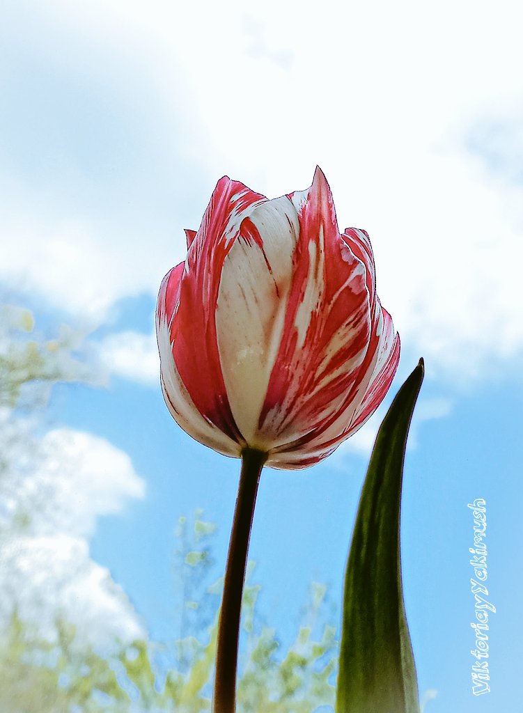 VikiYakimush's tweet photo. Good morning! Have a lovely Tuesday!😊
#TulipsTuesday 🌷
#TuesdayBlue 💙 https://t.co/9brlxUr3n8