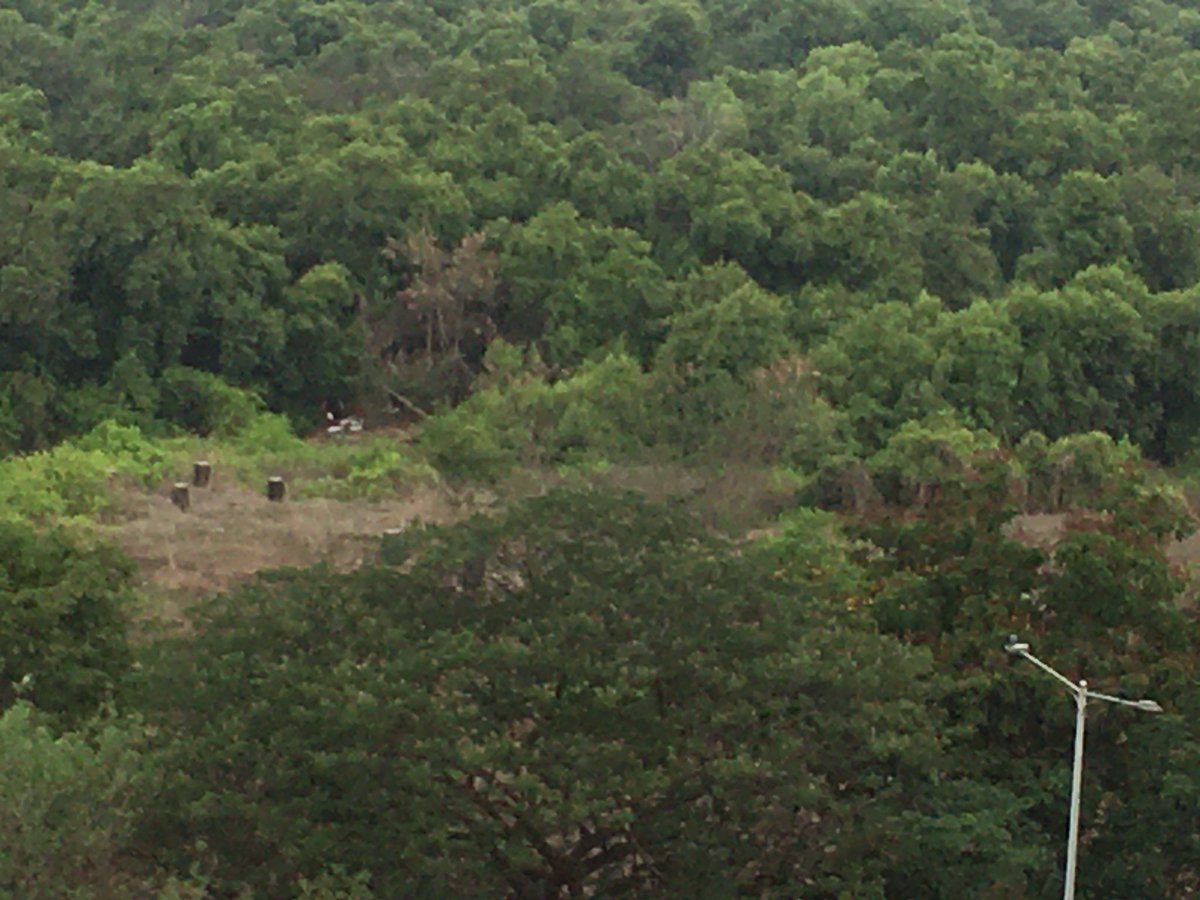 It seems some Sadhus r desperate 2built a temple here. Again today at 7am 2 to 3 were active 2again encroach as seen white patches in photo @MangroveForest team says it’s @CIDCO_Ltd land @SaveMangroves_ @mangrovesindia @sunnyagro @NaviMumbaiWetl1 @sameerakapoor @AdarshReddyIFS