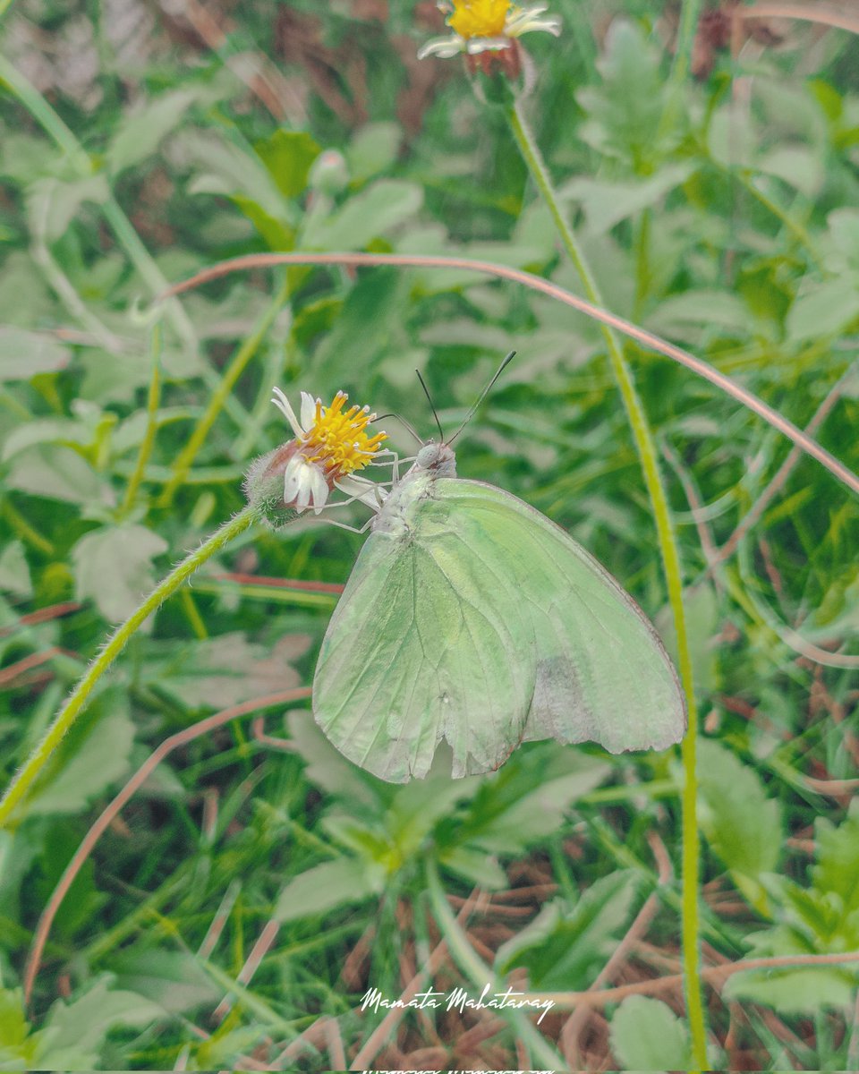 Shot On @oneplus 

© Mamata Mahataray

#OnePlus #oneplusnord #oneplusindia #Snapdragon #snapdragonsummit #ShotOnSnapdragon #shotononmobile #mamatamahataray #mamatamahatarayphotography #butterfly #photooftheday #photographer #twitter