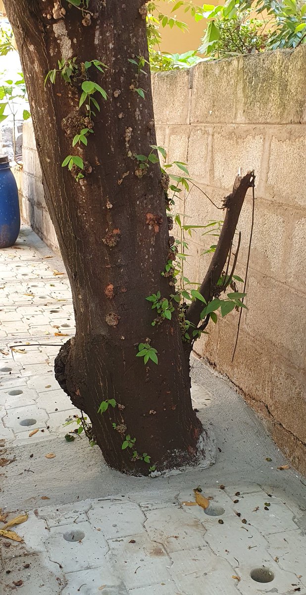 sharanpoovanna's tweet photo. Wat sort of practices do u follow @bbmpcommr ? These are TREES  not electric poles. https://t.co/PlWzNDewYh