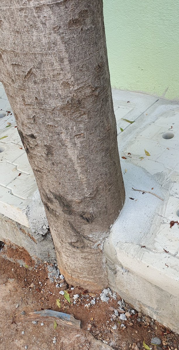 sharanpoovanna's tweet photo. Wat sort of practices do u follow @bbmpcommr ? These are TREES  not electric poles. https://t.co/PlWzNDewYh
