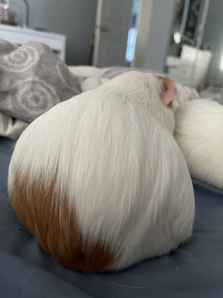 madeleine ♱ on Twitter "girl why u so thick"