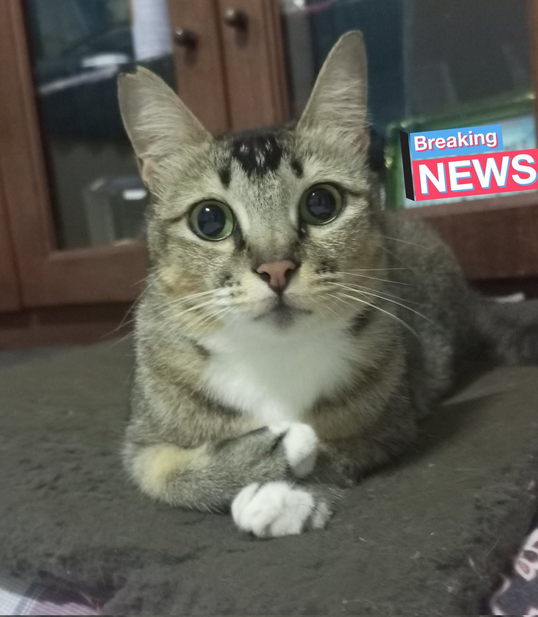 KochengFess v2 tweet media