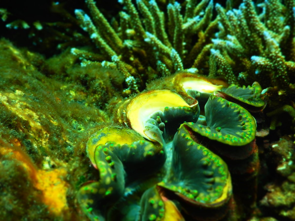 Let us show you the beauty of underwater at Havelock Island - De Foret Resort

#MyDeforetExperience #DeForet #deforetresorts #Andaman #andamanislands #andamandiaries #havelock #birdwatching #travelchecklist #scubadiving #diving #scuba #underwater #underwaterphotography