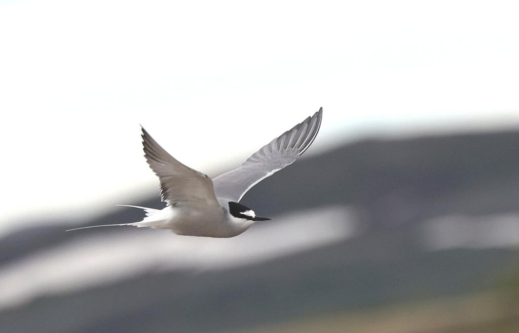 AllanConlin's tweet image. When you&apos;re about to leave the bridge to deliver a lecture &amp;amp; an Aleution Tern flys past.. 💥💥💥 #Alaska2023 #Hubbard #Glacier