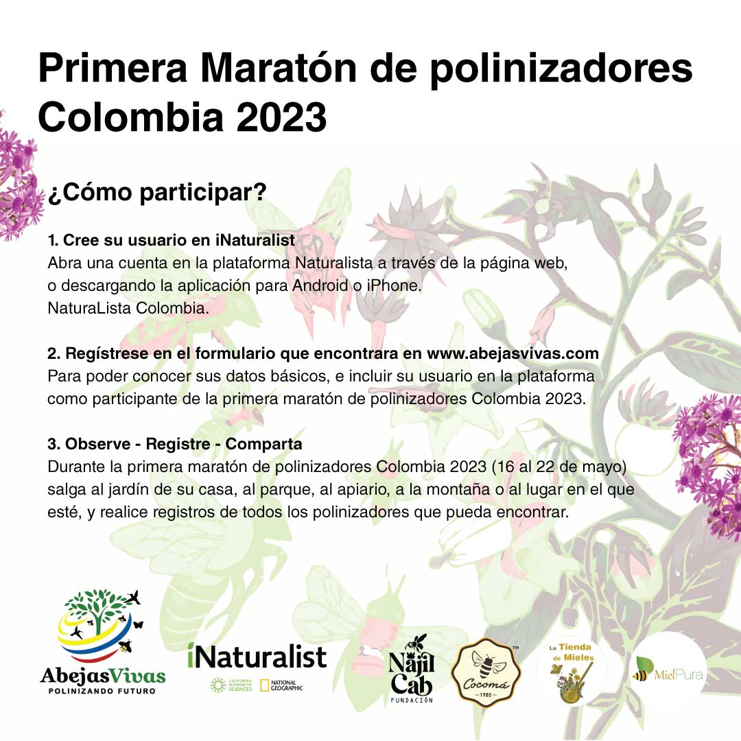 AbejasVivas's tweet photo. Primera maratón de polinizadores Colombia 2023 
Participar en fácil
Abra su cuenta en iNaturalist (https://t.co/B2VzKNw45O)
Regístrese en https://t.co/ckNtlp5g6q
Toda la info en:
https://t.co/PcprPRSyjc https://t.co/nNocn38jsK