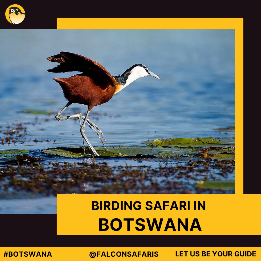 falconsafariszw's tweet photo. The diverse habitat for birds allows for a varied hotspot for birding.

Some of these landscapes are:
• Okavango Delta
• Selinda Reserve
• Makgadikgadi

To know more about these birding places read our blog @ https://t.co/3pE5ZLcNbv

#falconsafaris #botswanatourism #birding https://t.co/l52o7oKouo