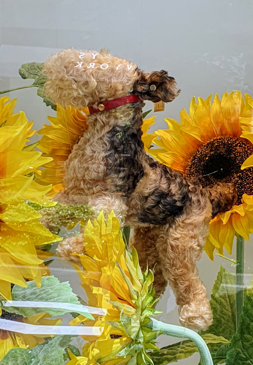 Bonpoint - Search / X