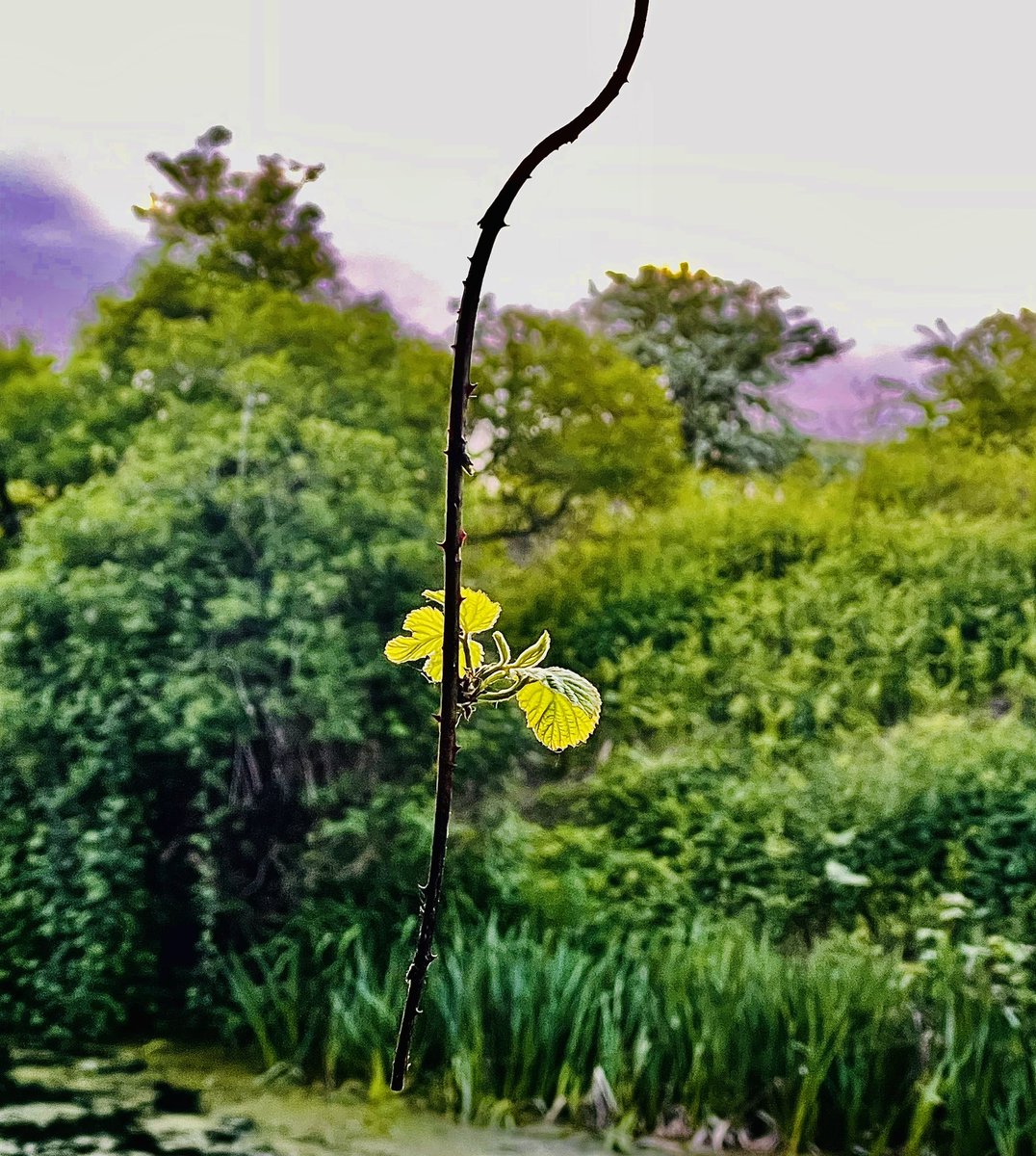 Nature's sketch this morning...💐

.
..
...
#morningmotivation