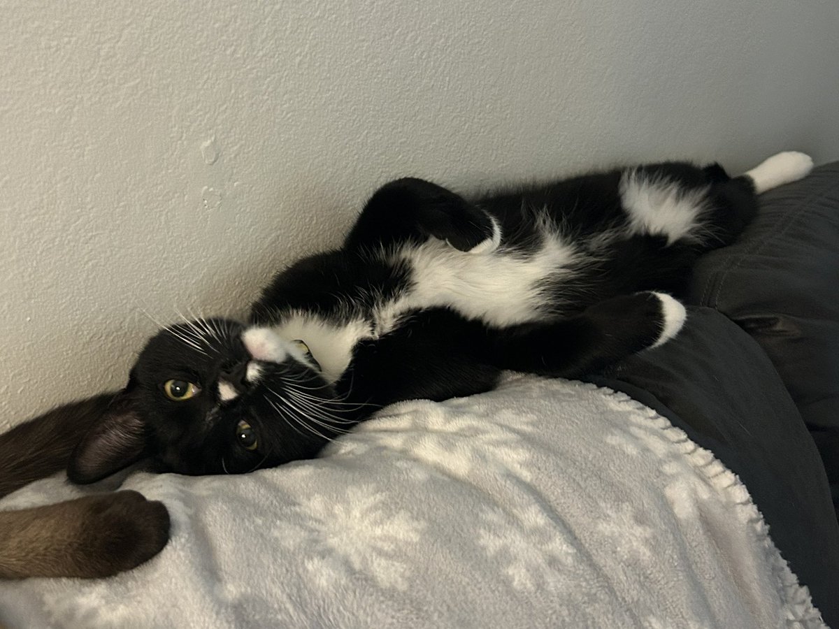 ✨🩵Sugar Kane🩵✨ tweet media