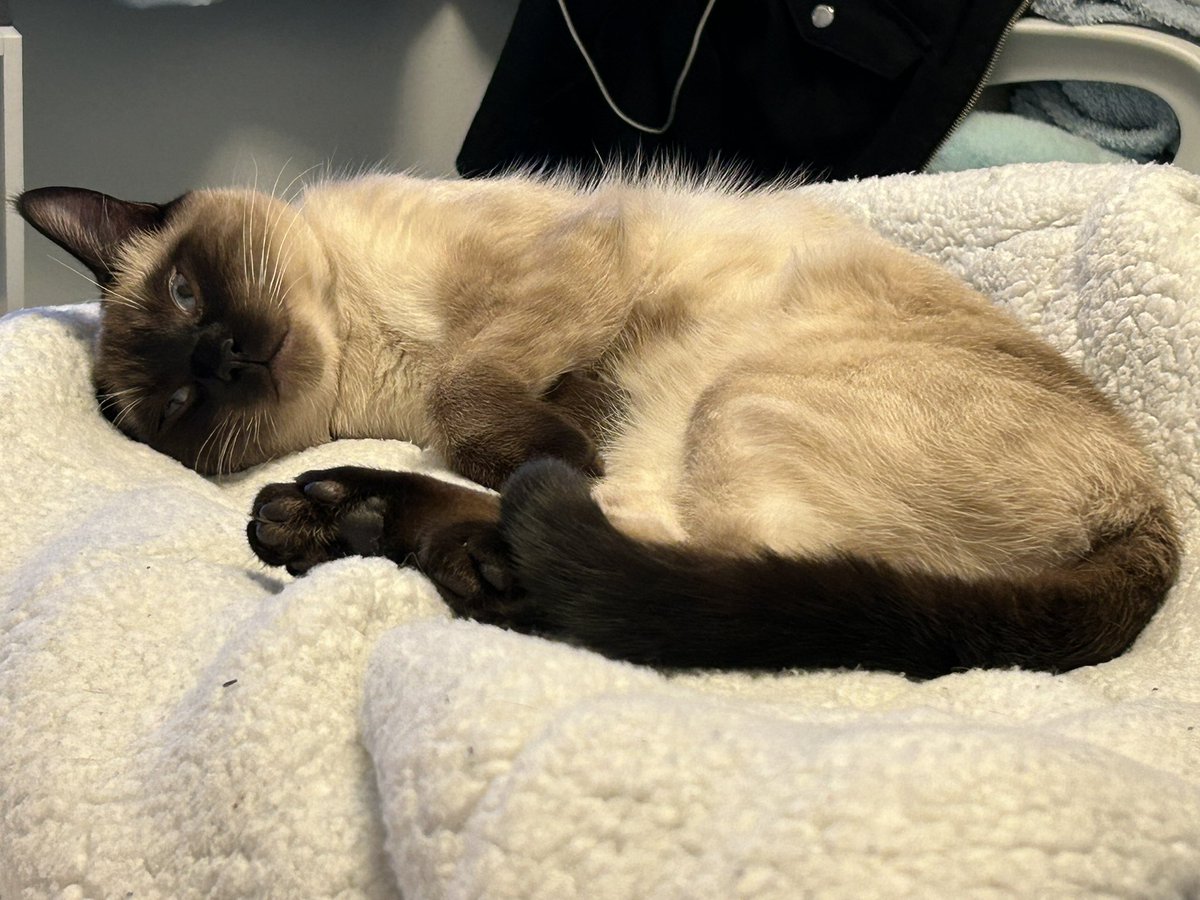 ✨🩵Sugar Kane🩵✨ tweet media