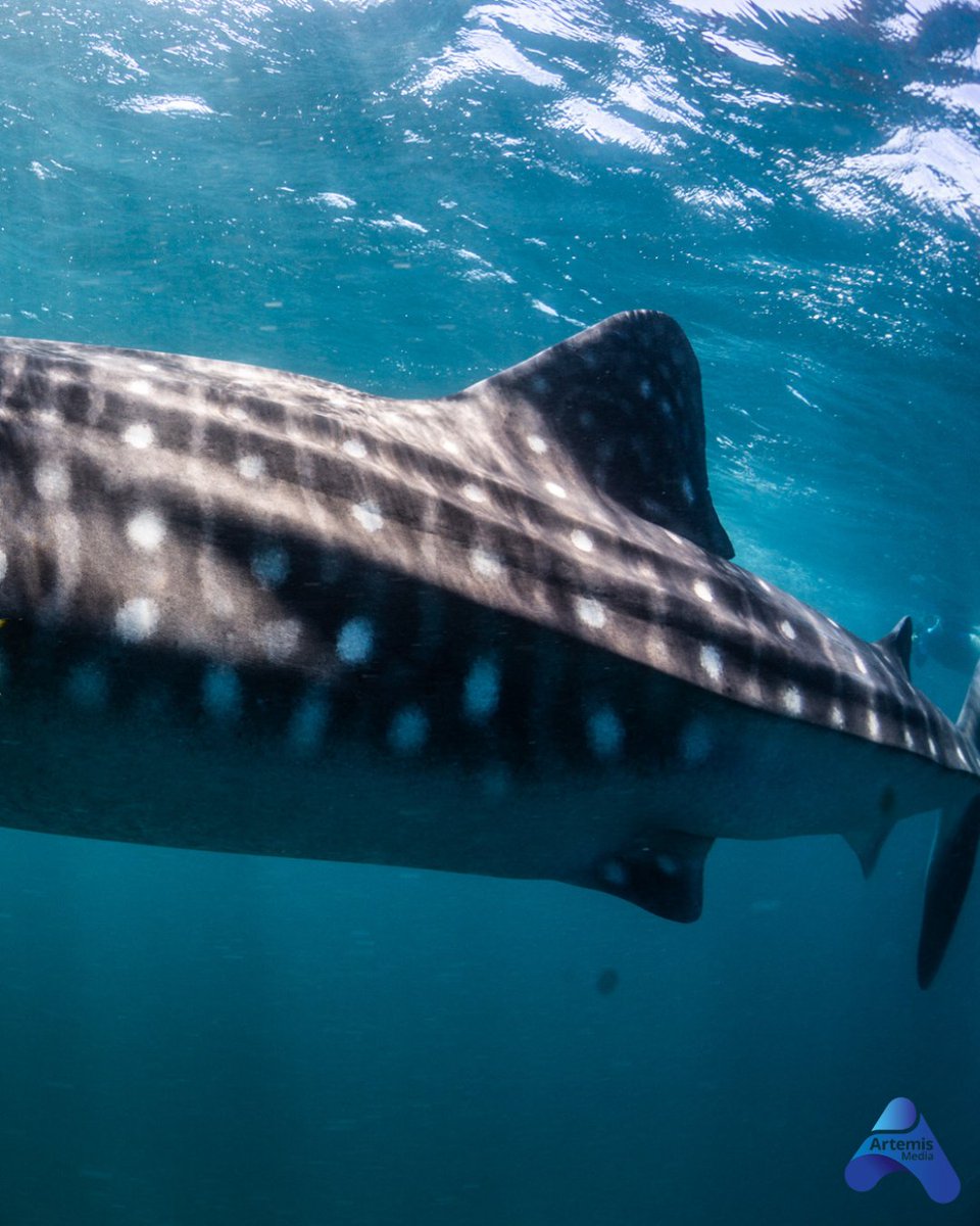 artemisfilms's tweet photo. 'We are really excited to share our latest production with you, Ningaloo Nyinggulu. Thank you to everyone who helped bring it to the screen' - Celia Tait, Executive Producer. 

🐋 #ningaloonyinggulu airs TONIGHT 8.30pm on ABC TV &amp; ABC iView 
📷 @bluemediaexmouth https://t.co/CC4eGfnmXV