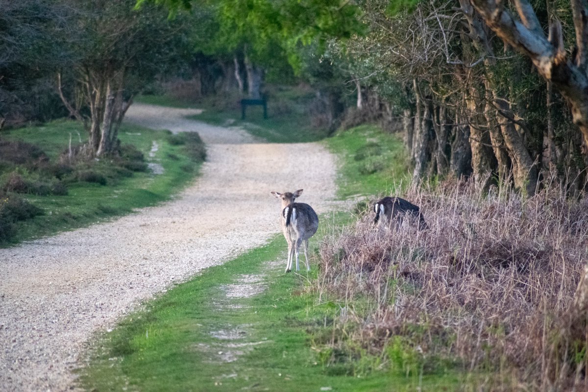 Forest Tracker 🇺🇦 tweet media