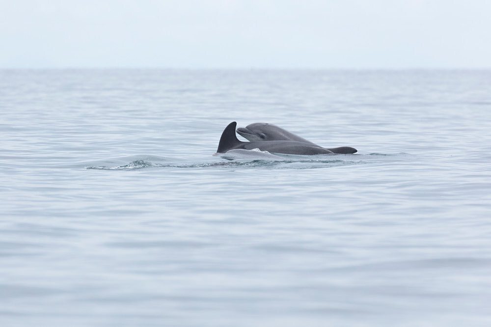 Bottlenose dolphin calves, feed from their mothers for up to two years and stay with them for as long as six.
In this time, they learn how to live and feed independently. 

📷 <a href="/janbx/">Jan Bex</a> 

#bottlenosedolphin #abaytoremember #cardiganbay #wildlifephotograp… instagr.am/p/CsS84n0NXyS/