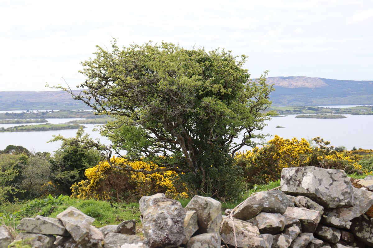 <a href="/gardenngather/">Margaret Leahy</a> <a href="/poloconghaile/">@poloconghaile</a> <a href="/IndoWeekend/">Weekend Magazine</a> and the breads.... ! Check out <a href="/jcountrybakery/">Joyce Country Bakery</a> in Clonbur le haghaidh arán agus cáca milis too. Delicious teabrack. A great reward after walking  The Seanbhóthar or pick up a picnic before the walk. Even a treat for your madra!  <a href="/JCWLGeopark/">JCWLGeopark</a> #GaeilgeAgusFáilte