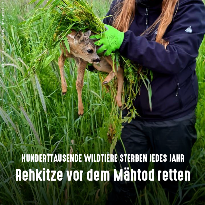 tierschutz_bund's tweet photo. Heu-Ernte bedeutet Lebensgefahr für Bodenbrüter, aber auch junge Hasen &amp; #Rehkitze, die vor Erntemaschinen nicht weglaufen, sondern regungslos verharren. Daher ist die Zusammenarbeit zwischen Landwirten &amp; Kitzrettern so wichtig. Drohnen helfen, Wildtiere vor der Mahd aufzuspüren. https://t.co/mFYCtMC9yE