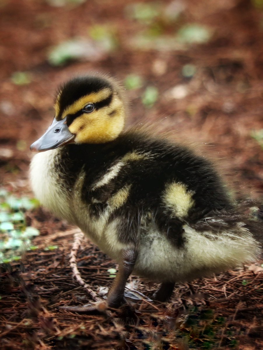 Baby got quack…

#Duckling #DunhamMassey @DunhamMasseyNT