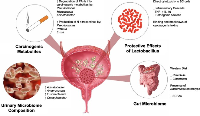 Ashish M. Kamat, MD, MBBS tweet media