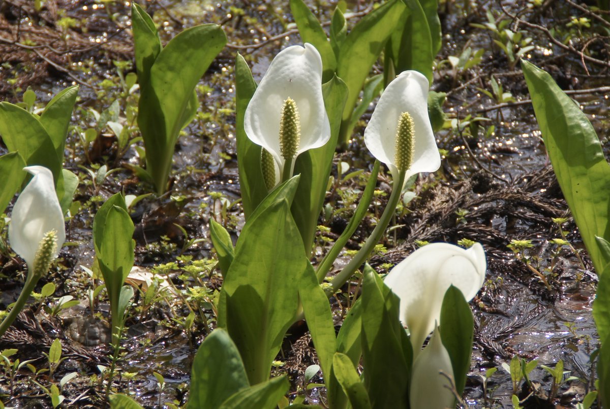 kokokarincyo tweet media