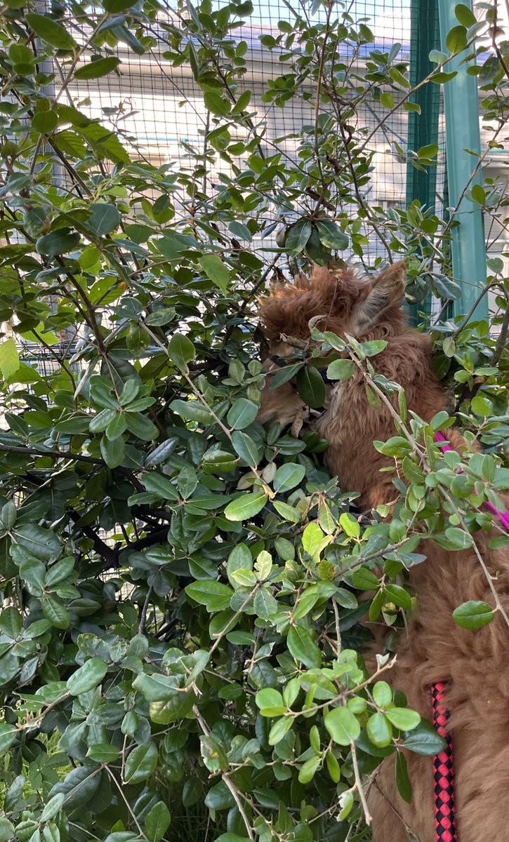 「もう良いかい？」「まだだよ」

必死に隠れようとするさつき😂❤️

Playing hide and seek with our alpaca💕

#アルパカ　#動物　#癒し　#かわいい　#アルパカワールド　#alpaca #animals #animaltherapy #アニマルセラピー　#神楽坂　#かくれんぼ　#hideandaeek