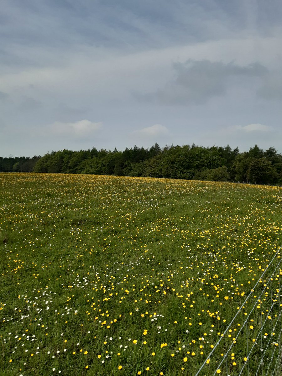 evesham ramblers tweet media