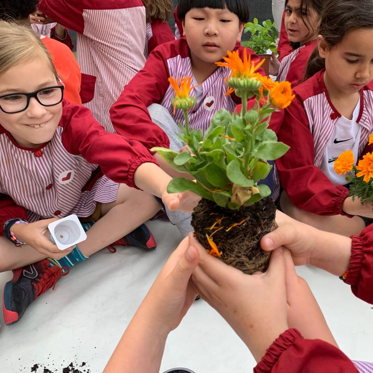 ImmaVedruna's tweet photo. Continuen les col·laboracions de les famílies.
La mare de la Sofia de #3rPRIM ens va parlar de les plantes, de les seves parts i el seu procés de creixement.
Cadascú va plantar una llavor i ara en fem el seguiment.
#Vedrunaalteucostat https://t.co/QFo4AIz06x