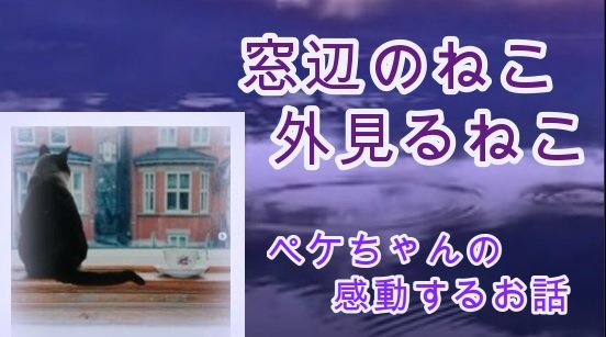 HappyCatStory's tweet photo. ユーチューブ動画【幸せなねこの物語 16話】
「世界で一番多くの種類の乗り物に乗ったねこ」とギネスに載るかもしれないペケちゃんの感動するお話
https://t.co/2j4HsZhdPy 

#ねこ #猫との暮らし #保護猫 #保護猫カフェ #猫好きさんと繋がりたい #猫のいる生活 #ねこグッズ #ねこのきもち #カナダ https://t.co/1mhfpMW9GL