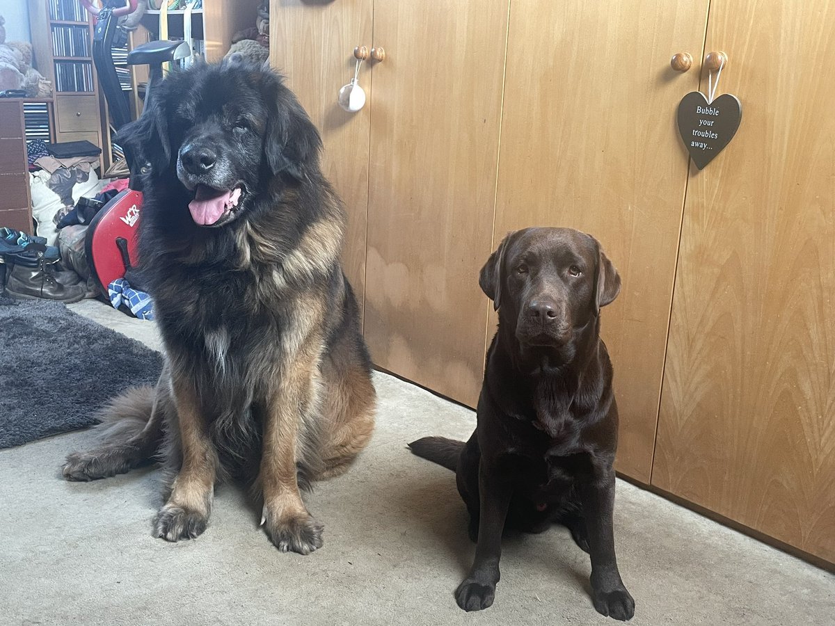 burrellce's tweet photo. @OscarRomeo1268 @RoadPeace Carnage is looking forward to seeing you later 🐶😊 https://t.co/FvNQHNF7uK