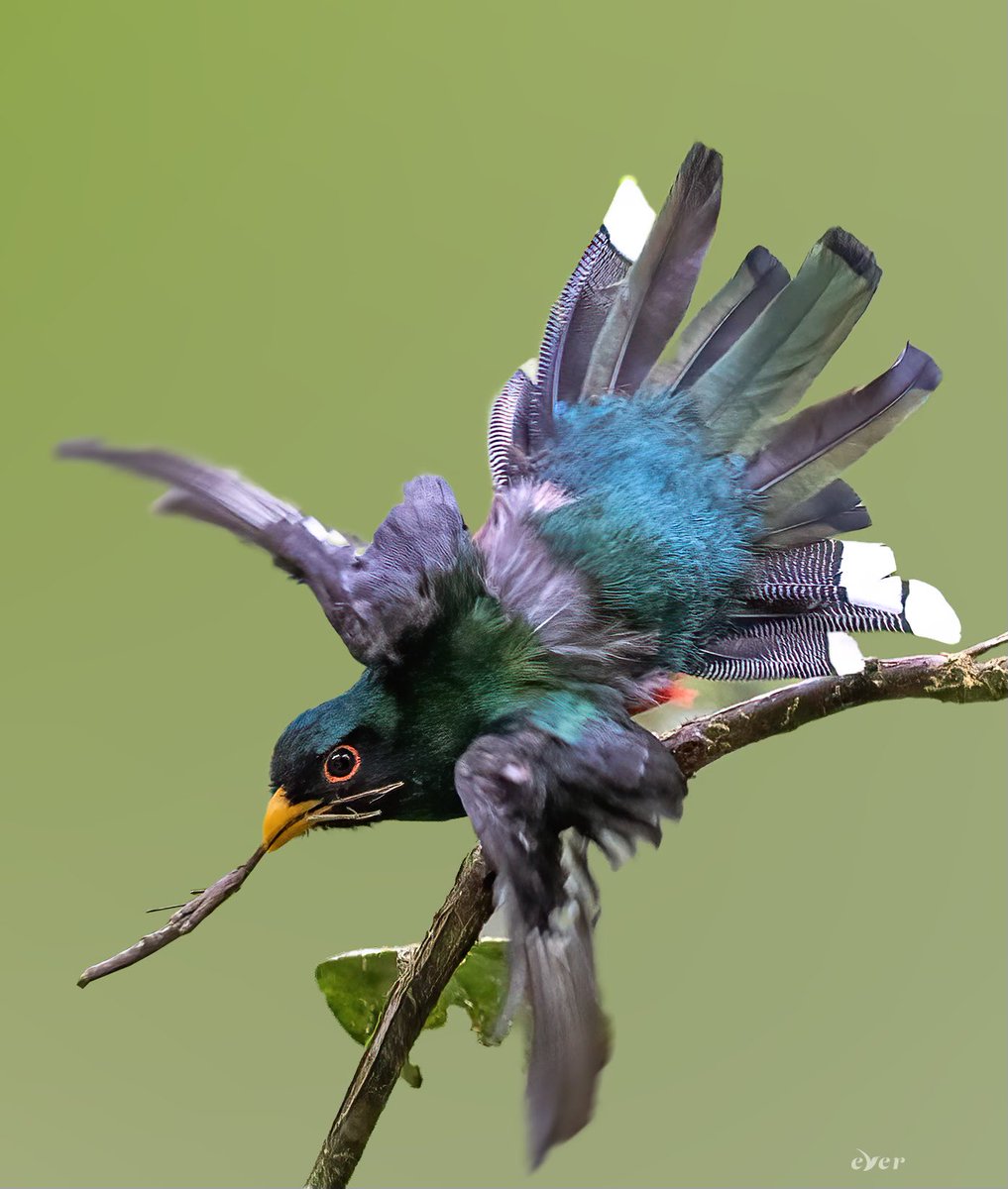 Marianne Williamson tweet media