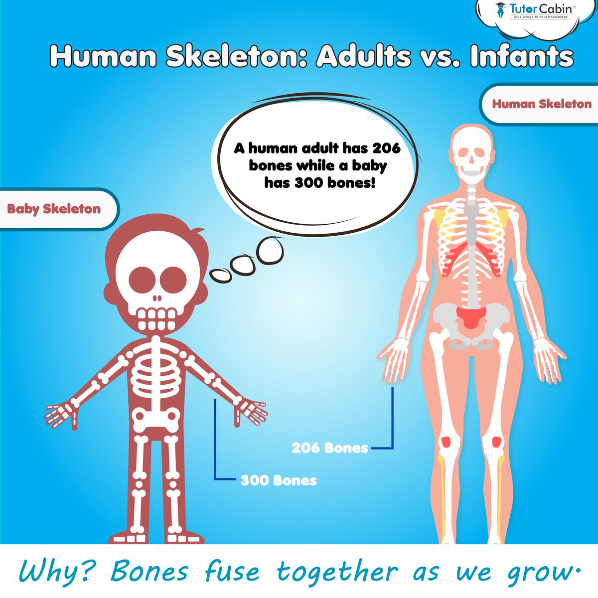 Why number of bones reduced in the human body when grow up?

#TutorCabin #Humanbody #humanbodyfact #biology #knowledgesharing #factsdaily #humanfacts
