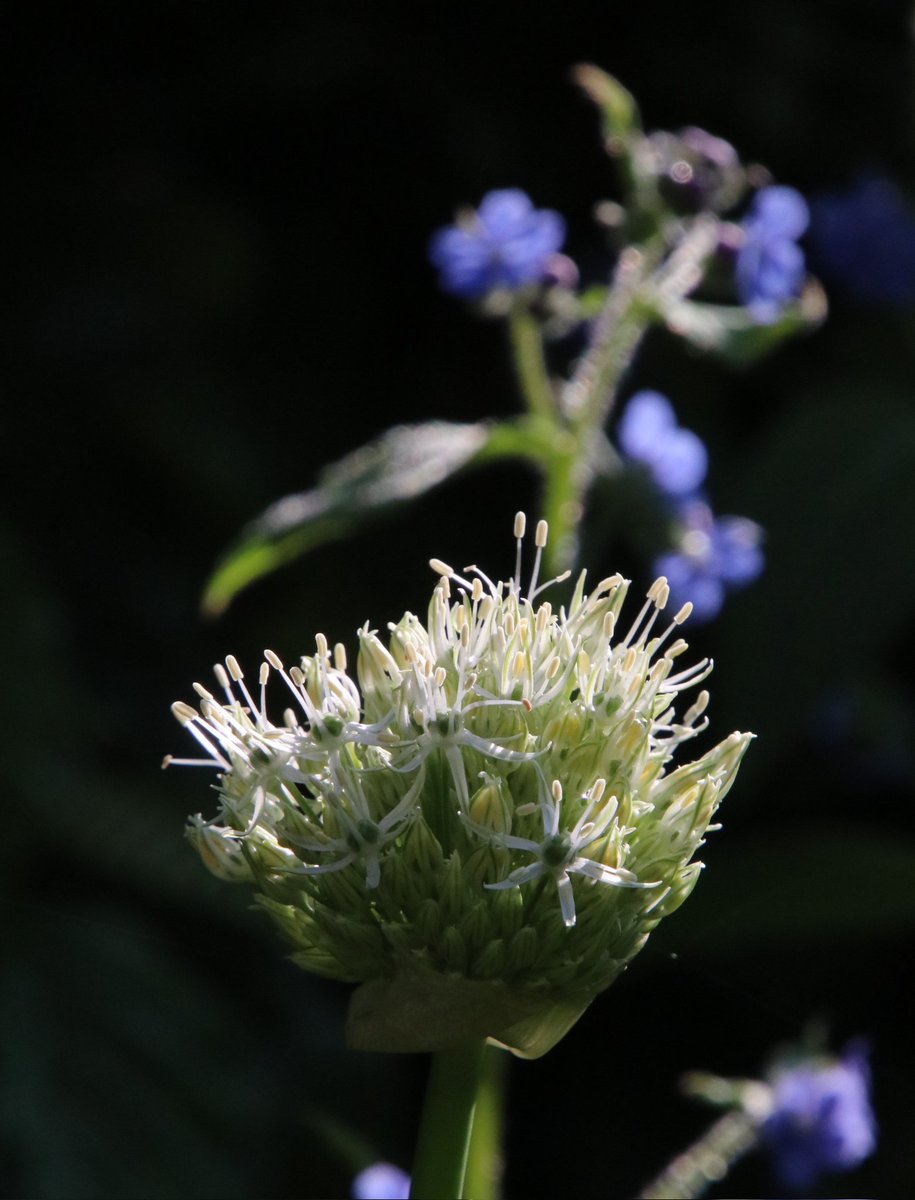 IsaVerbist's tweet photo. White allium and green alkanet, beautiful match
#allium #alkanet #tuesdayblue
#channel169 #naturelovers #GardeningTwitter #ThePhotohour #flowersontuesday @wildflower_hour #TwitterNatureCommunity #NaturePhotography #Flowers #flowerphotography #flower #NatureBeauty #greenalkanet https://t.co/aDsYasU4rs