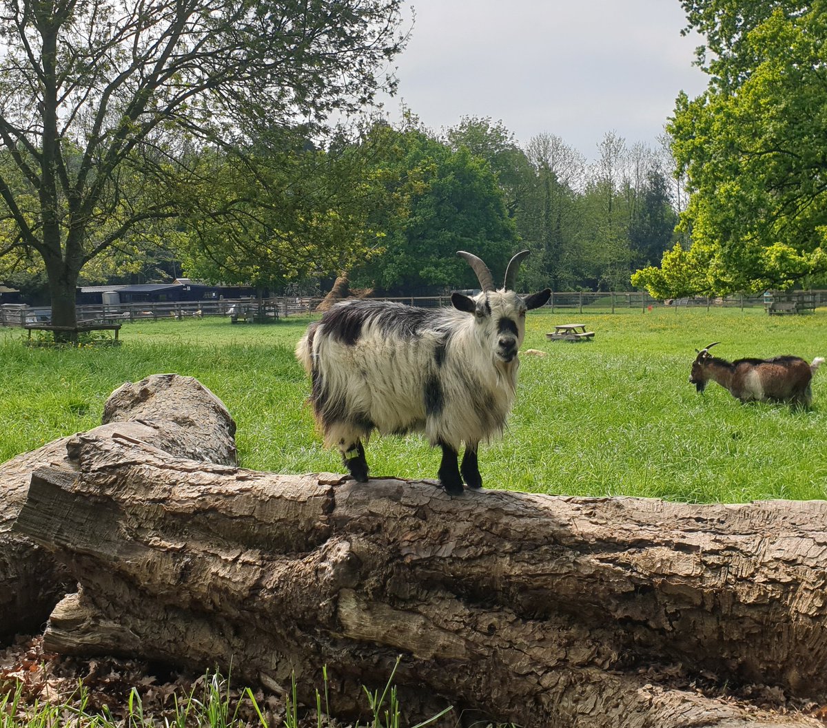 Buttercups Sanctuary For Goats tweet media