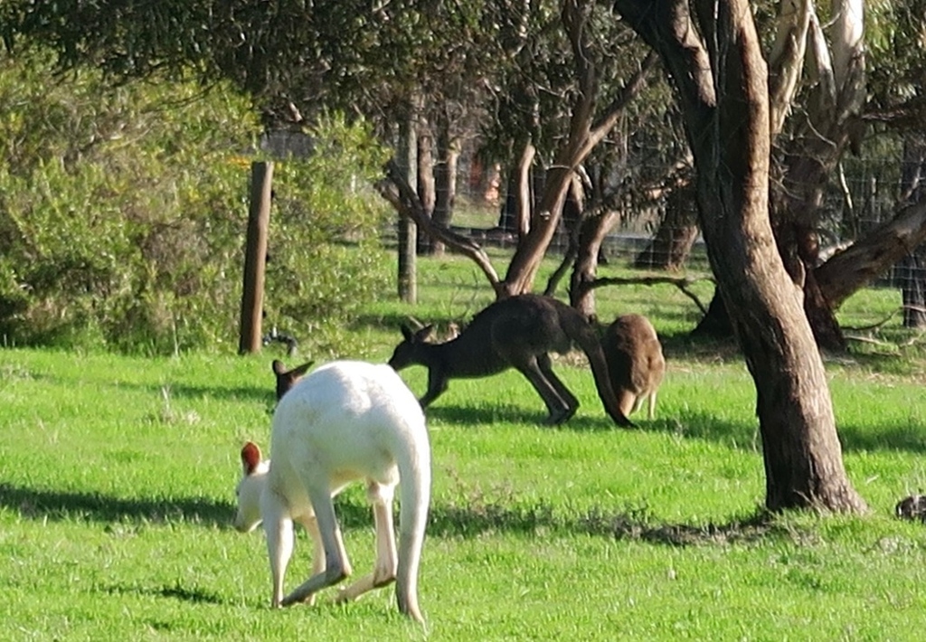 White kangaroos are real! I’m on a road trip from Melbourne to Adelaide. This photo is from Bordertown on the border of South Australia and Victoria. It’s one of a mob of White Kangaroos- a free attraction. They are a genetic strain of the Western Grey (… instagr.am/p/CsSsR47sc5S/