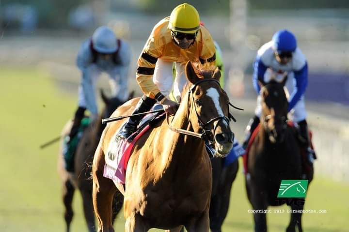 HORSERACING1002's tweet image. WISE DAN 🇺🇸2007
(WISEMAN'S FERRY - LISA DANIELLE BY WOLF POWER)
#WiseDan