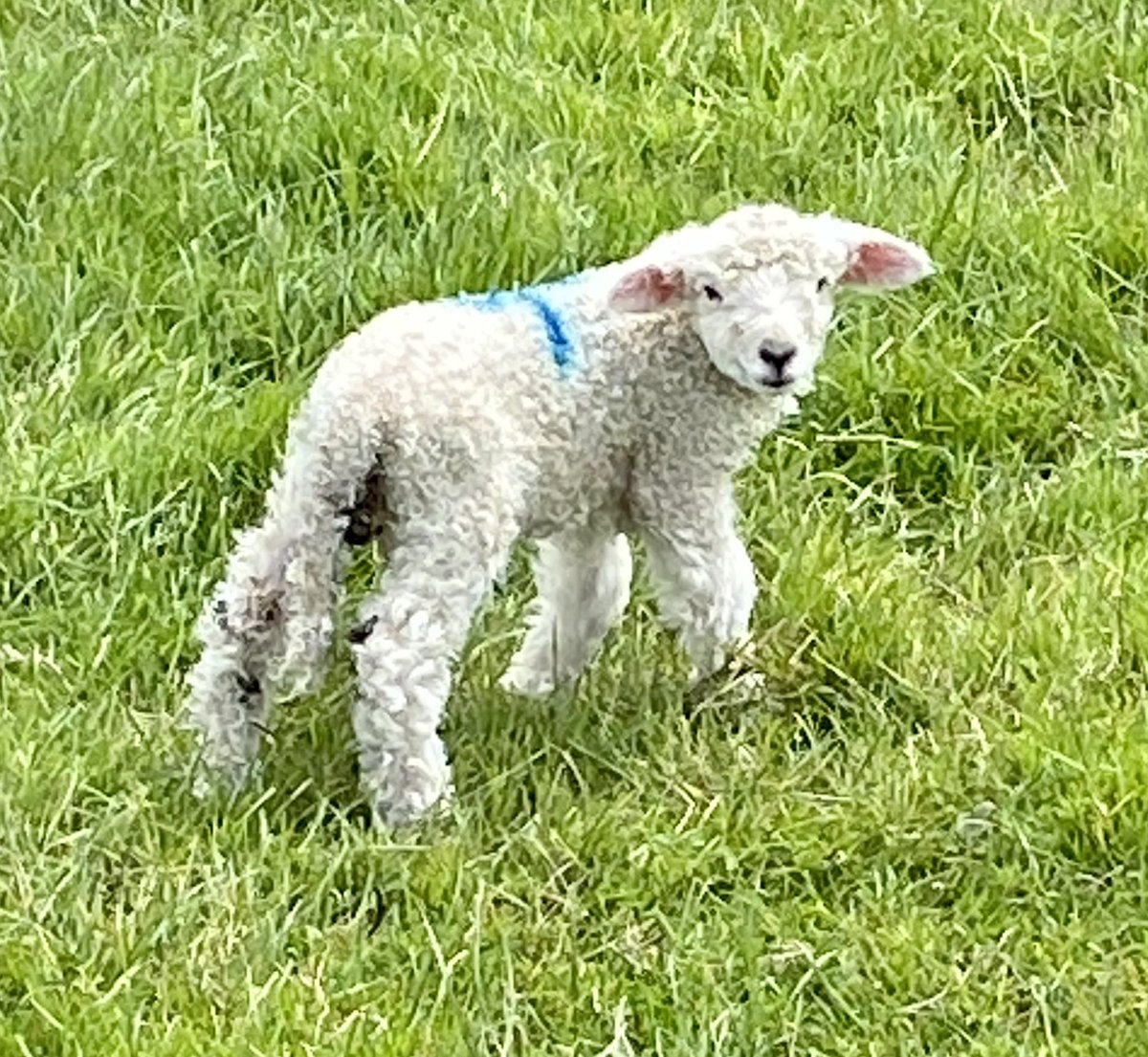 We’re loving this little fella; a single pedigree ram lamb all legs and bounce only 18 hours old. 
Going to be a keeper 🐑
#cracker 
#devonandcornwalllongwool 
#rbst 
#rarebreed 
#freshwaterflock