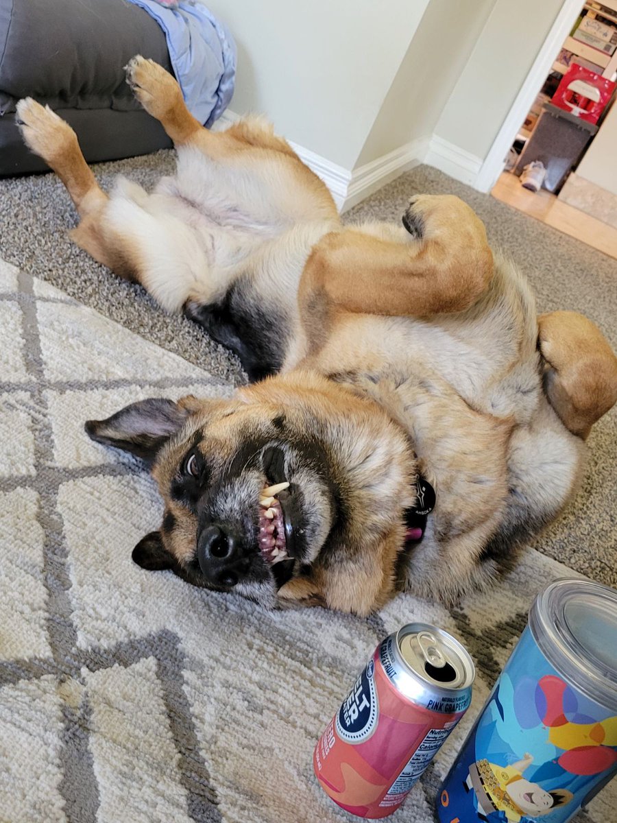 DoggoWot's tweet photo. What a beautiful smile
#rarepuppers #DoggoBot #reddit #dogsoftwitter #dogs #doglovers https://t.co/lrdScq97a8