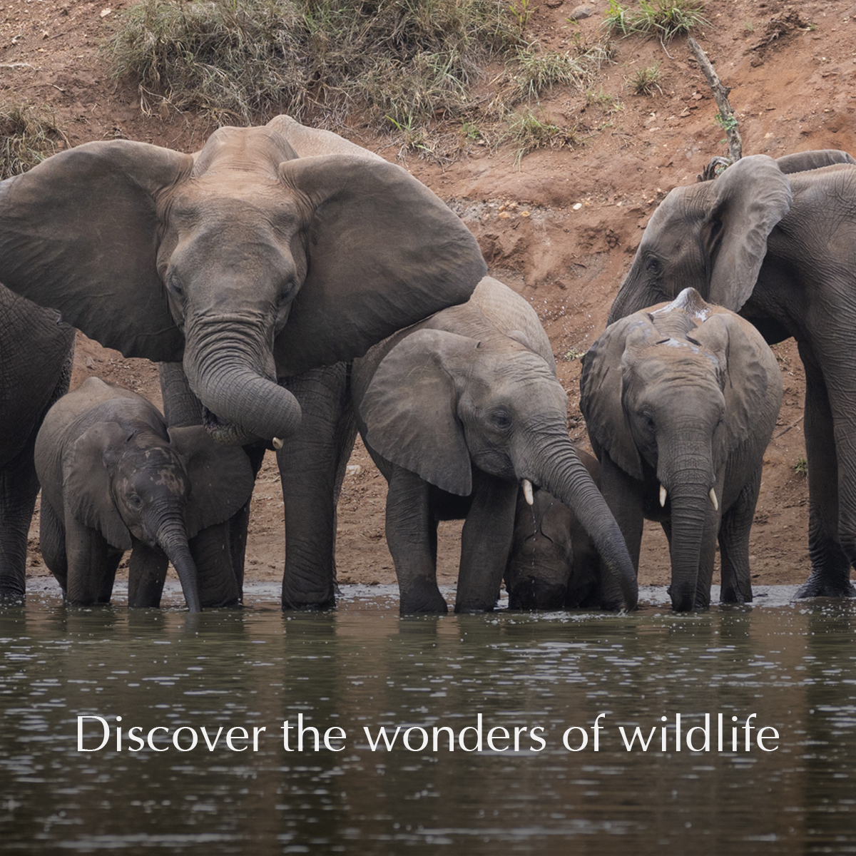 EcoTraining's tweet image. Turn your dreams of a career in wildlife into a reality with EcoTraining’s FGASA and CATHSSETA-certified 55-day Field Guide course. 

E-mail enquiries@ecotraining.co.za to book NOW or visit our website for more information 👉ow.ly/Z0fN50Oj1sy👈

#ecotraining #fgasa #guiding