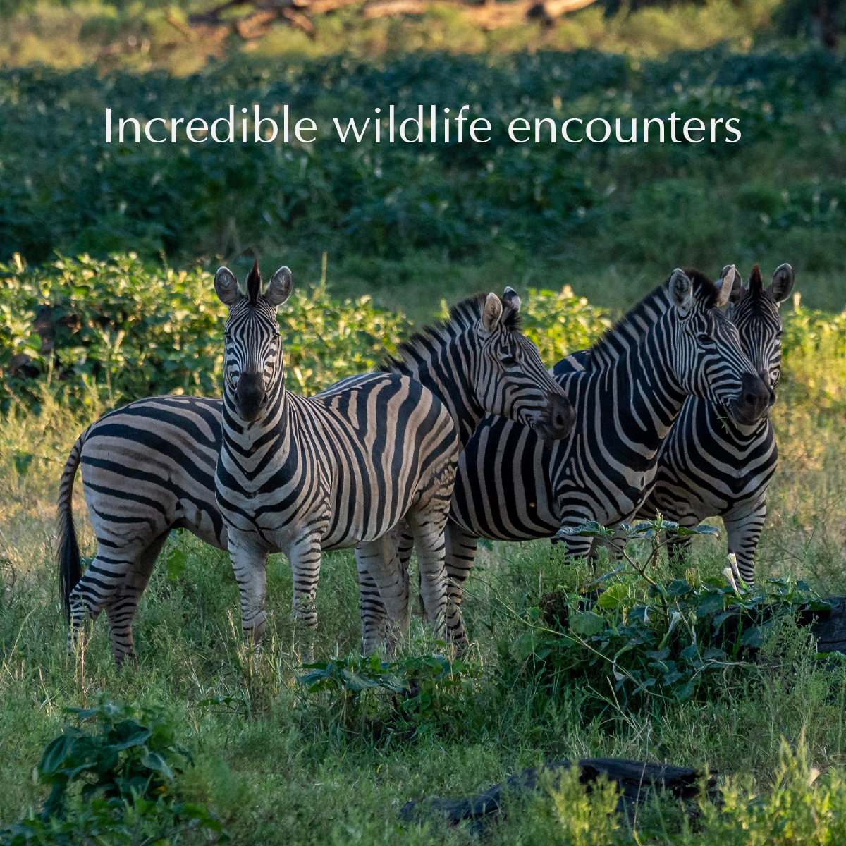 EcoTraining's tweet image. Turn your dreams of a career in wildlife into a reality with EcoTraining’s FGASA and CATHSSETA-certified 55-day Field Guide course. 

E-mail enquiries@ecotraining.co.za to book NOW or visit our website for more information 👉ow.ly/Z0fN50Oj1sy👈

#ecotraining #fgasa #guiding